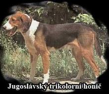 Jugoslávský trikolorní honič