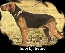 Srbský honič